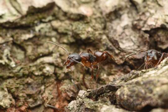 Plancia ëd Camponotus nipponensis Santschi 1937