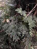 Image of Hymenophyllum krauseanum Phil.