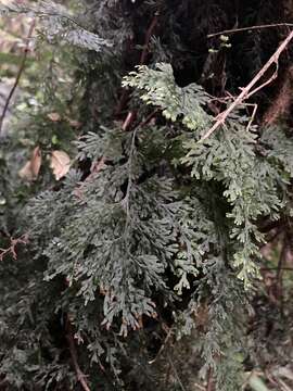 Image de Hymenophyllum krauseanum Phil.