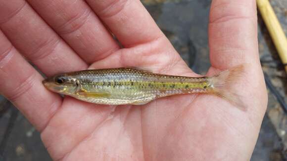 Image of Gravel chub