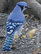 Image of Blue Jay