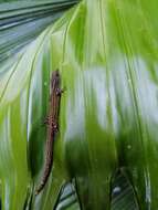 Image of Costa Rica Least GeckO