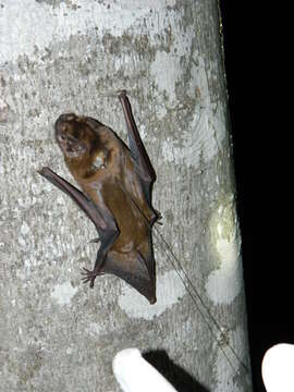 Image of Giant Noctule