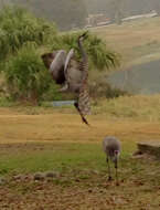 Image of Sandhill Crane