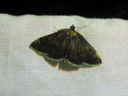 Image of White-fringed Pyrausta Moth