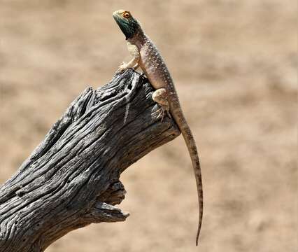 Image of Agama aculeata aculeata Merrem 1820