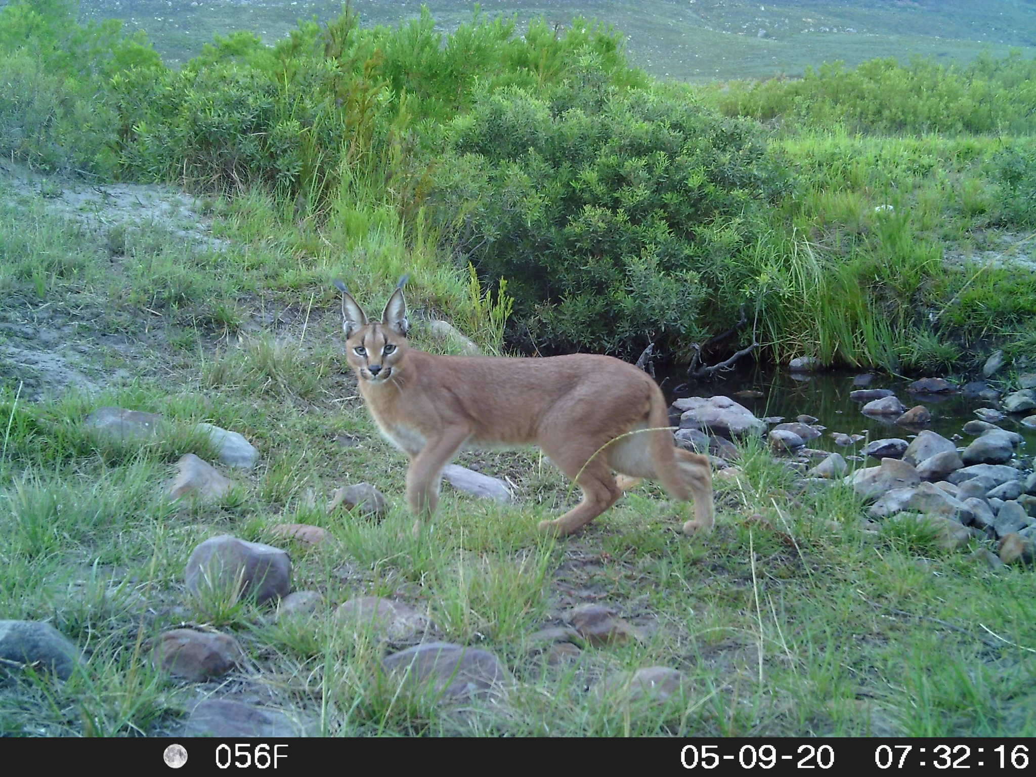 Image of Caracal caracal caracal (Schreber 1776)