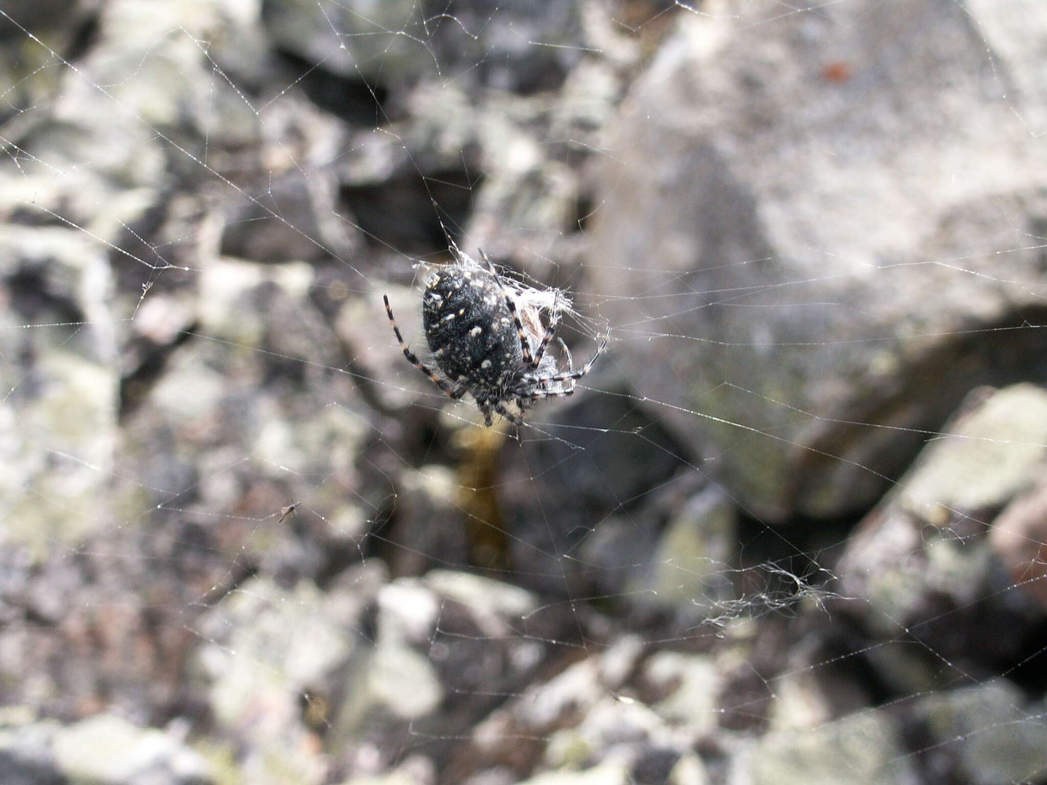 Image of Orbweaver