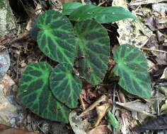 Image of Begonia turrialbae Burt-Utley & Utley