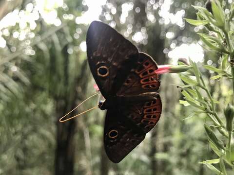 Image of Eurybia patrona Weymer 1875