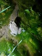 Image of southwestern toad