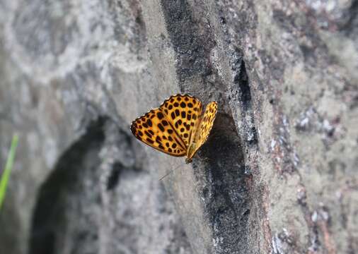 Imagem de Timelaea maculata Bremer & Grey 1853