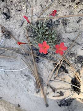 Image of Rabbit Valley gilia