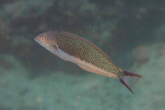 Image of Japanese wrasse