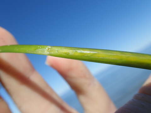 Image of Dwarf-Eel-Grass