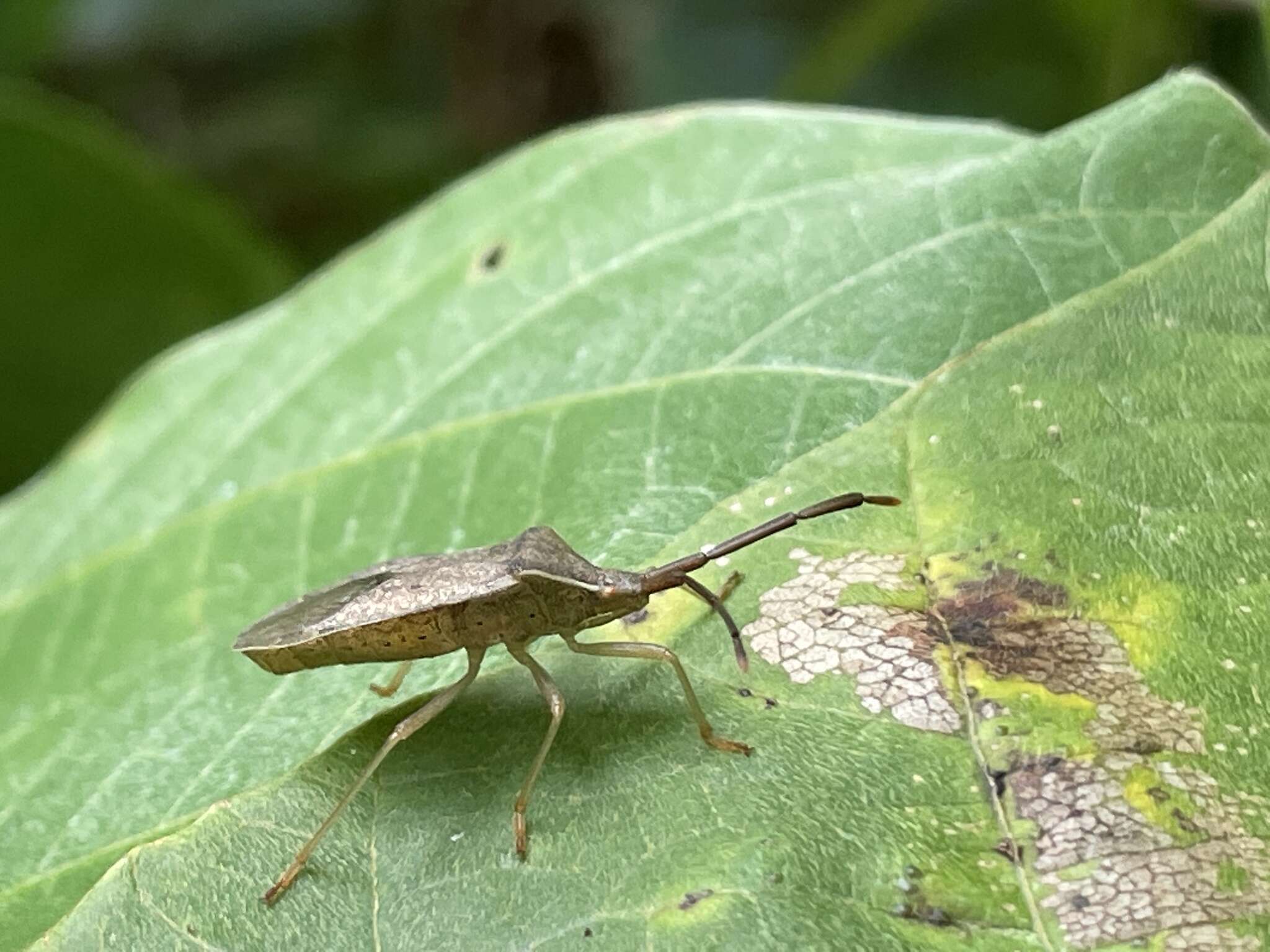 Imagem de Homoeocerus (Tliponius) dilatatus Horváth 1879