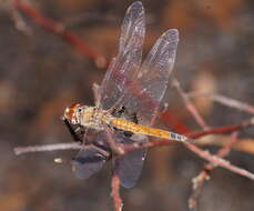 Image of Common Glider