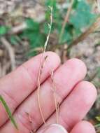 Image de Festuca subverticillata (Pers.) E. B. Alexeev