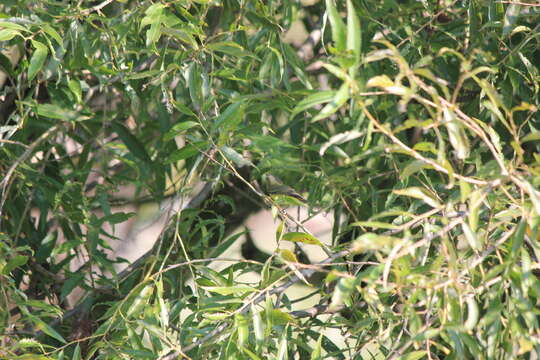 Слика од Vireo philadelphicus (Cassin 1851)