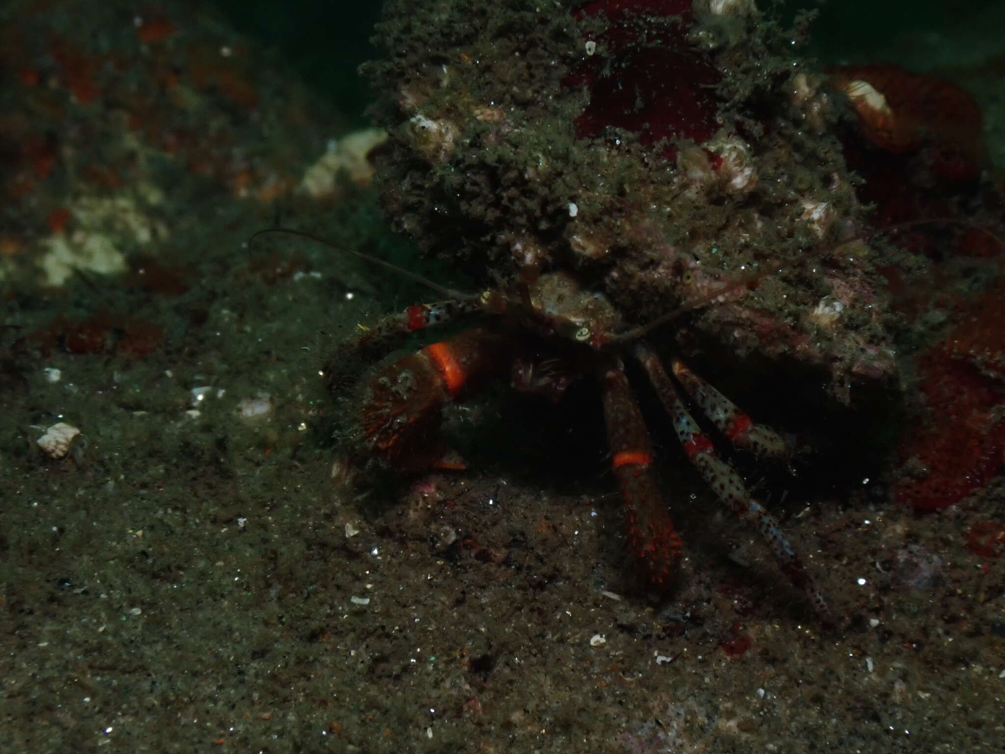 Image of Bering hermit crab