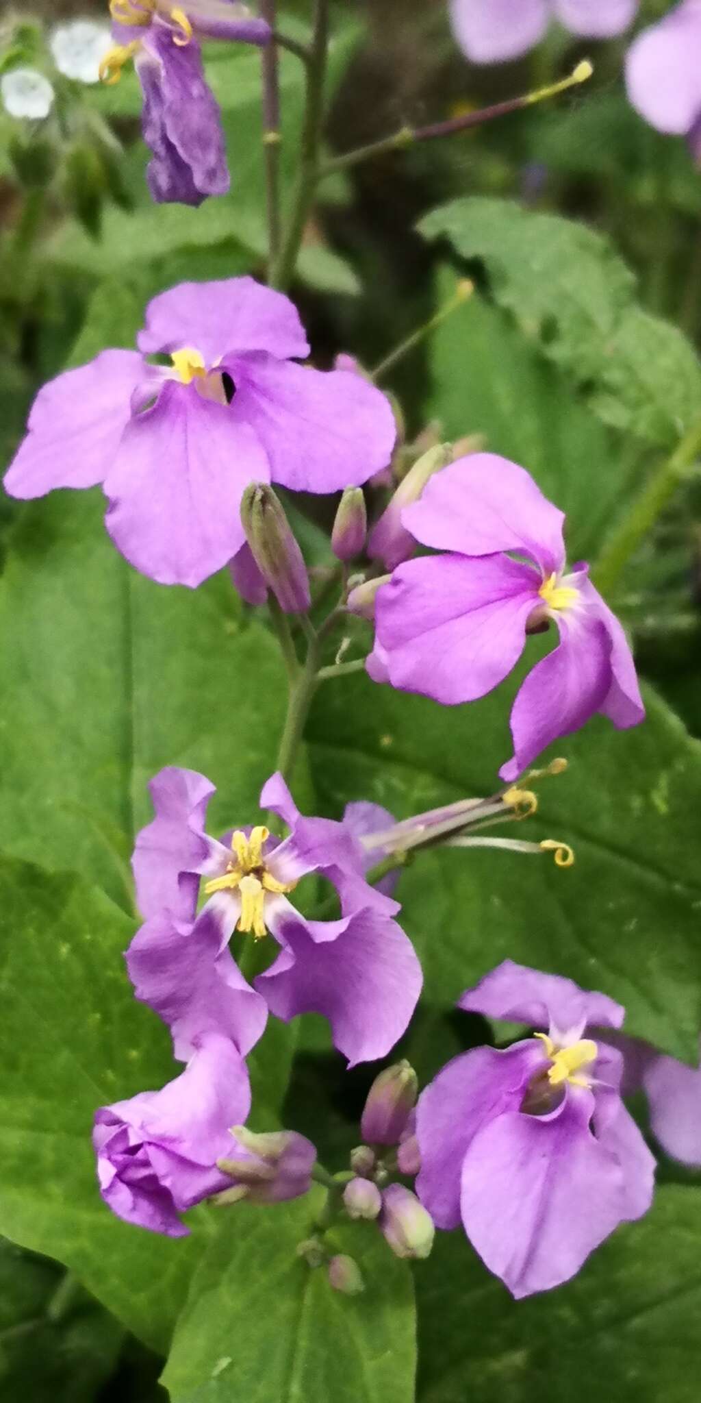 Imagem de Orychophragmus violaceus (L.) O. E. Schulz