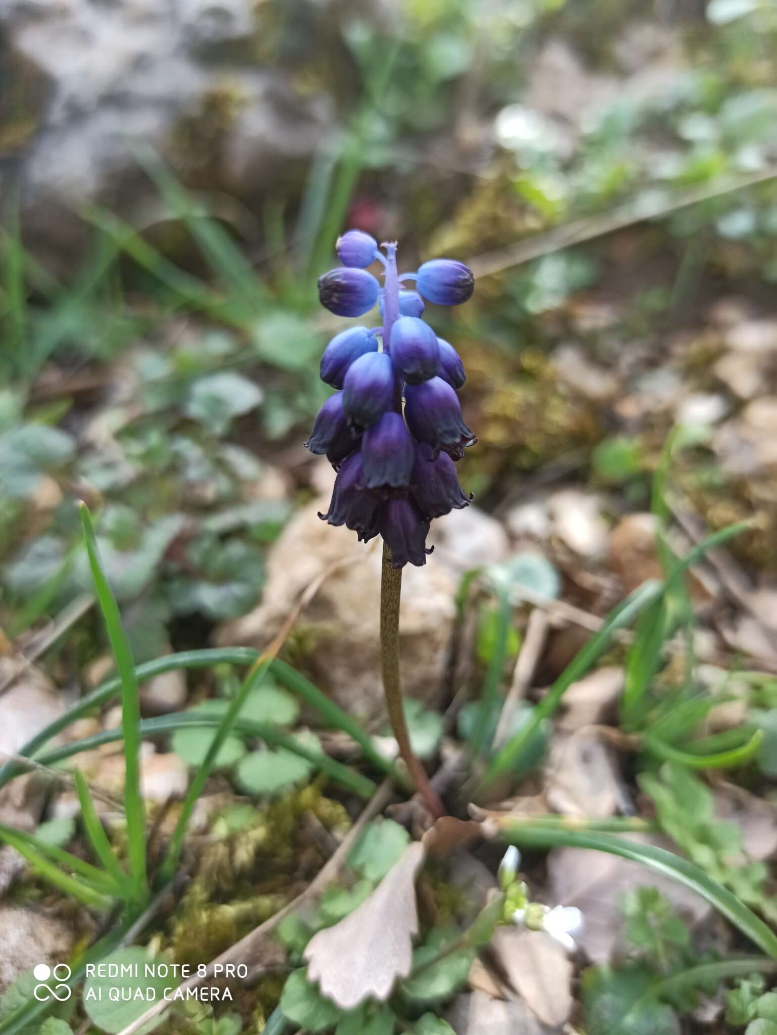 Слика од Pseudomuscari inconstrictum (Rech. fil.) Garbari