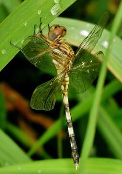 Слика од Orthetrum stemmale (Burmeister 1839)