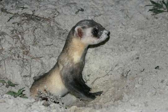 Image of Black-footed Ferret