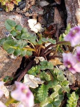 Plancia ëd Cardamine purpurea Cham. & Schltdl.