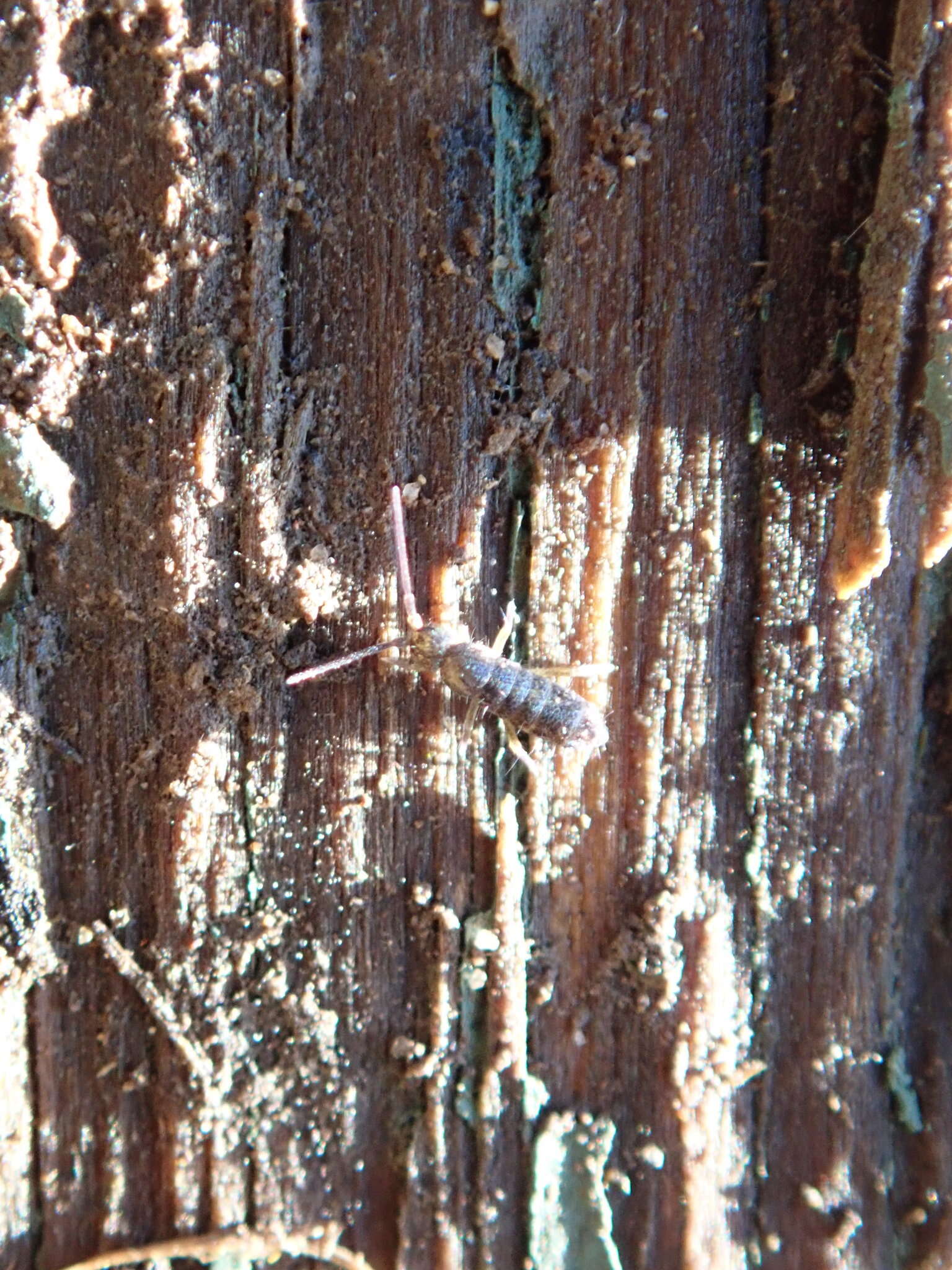 Image of Springtail