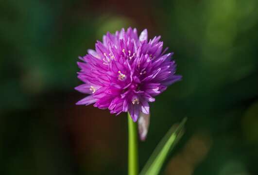 Image of Allium schoenoprasoides Regel