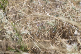 Image of Red Toothed Star-thistle