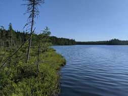 Image of Farwell's Water-Milfoil