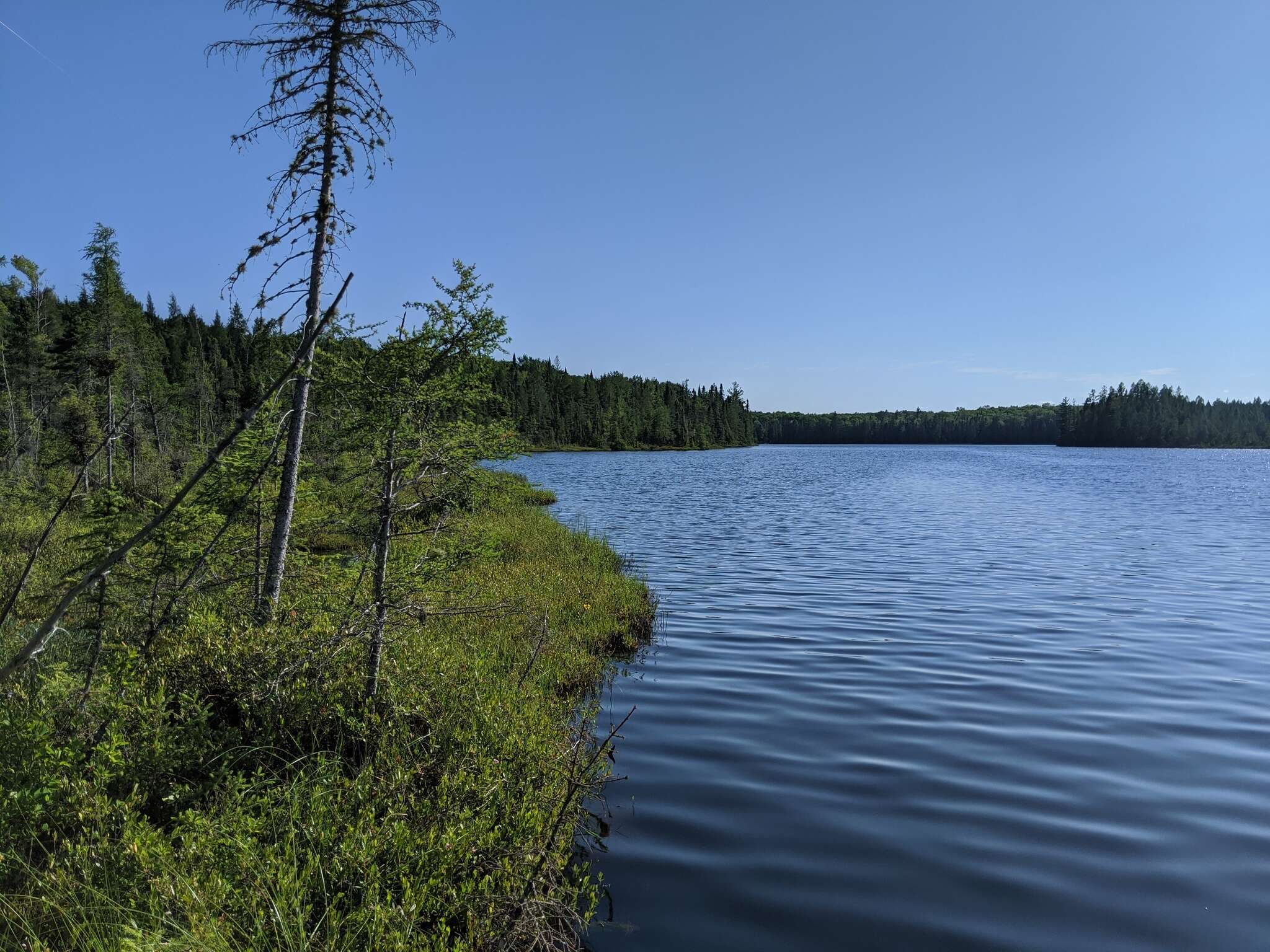 Image of Farwell's Water-Milfoil