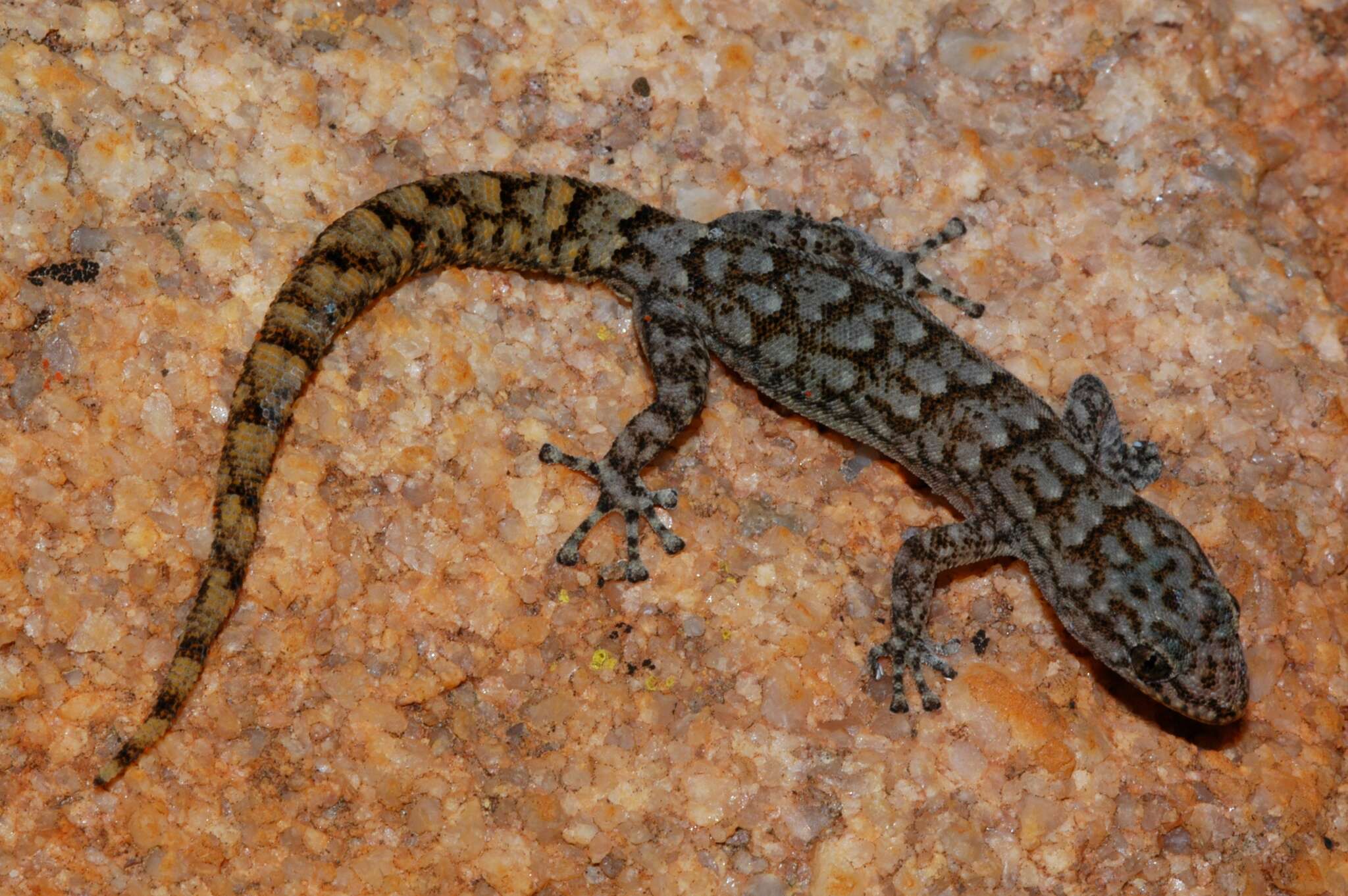 Image of Cederberg Leaf-toed Gecko