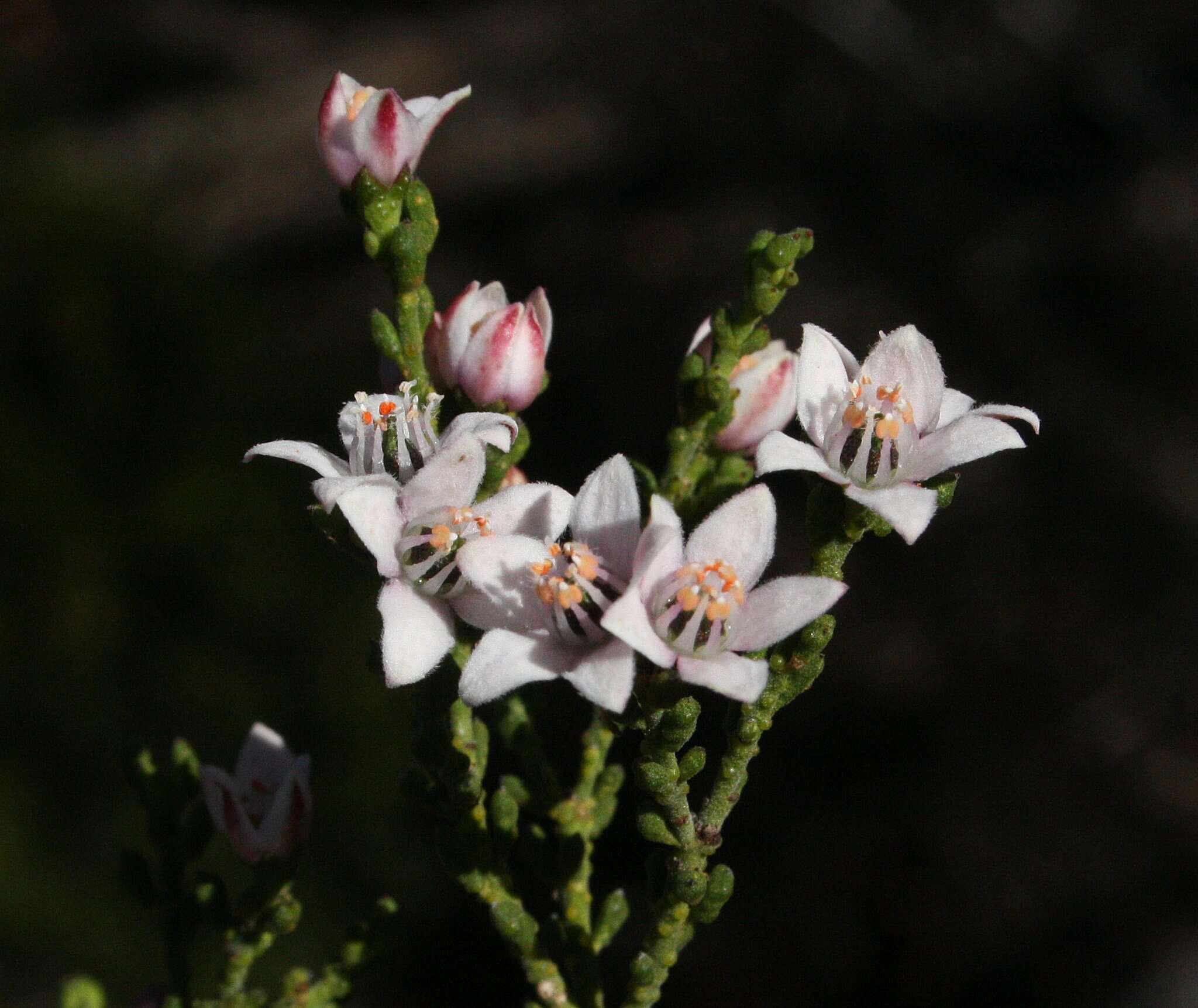 Image of Philotheca tomentella (Diels) Paul G. Wilson