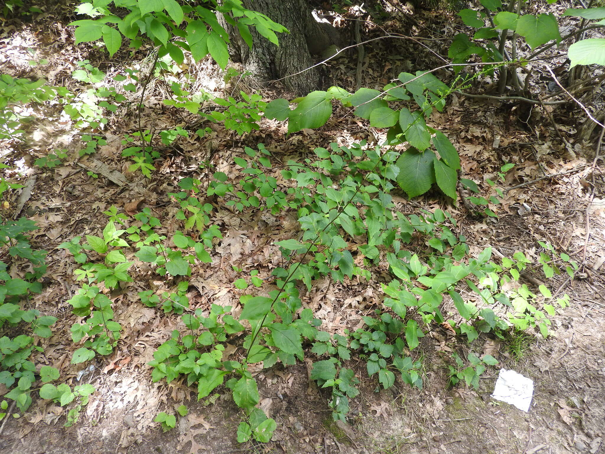 Image of Atlantic goldenrod