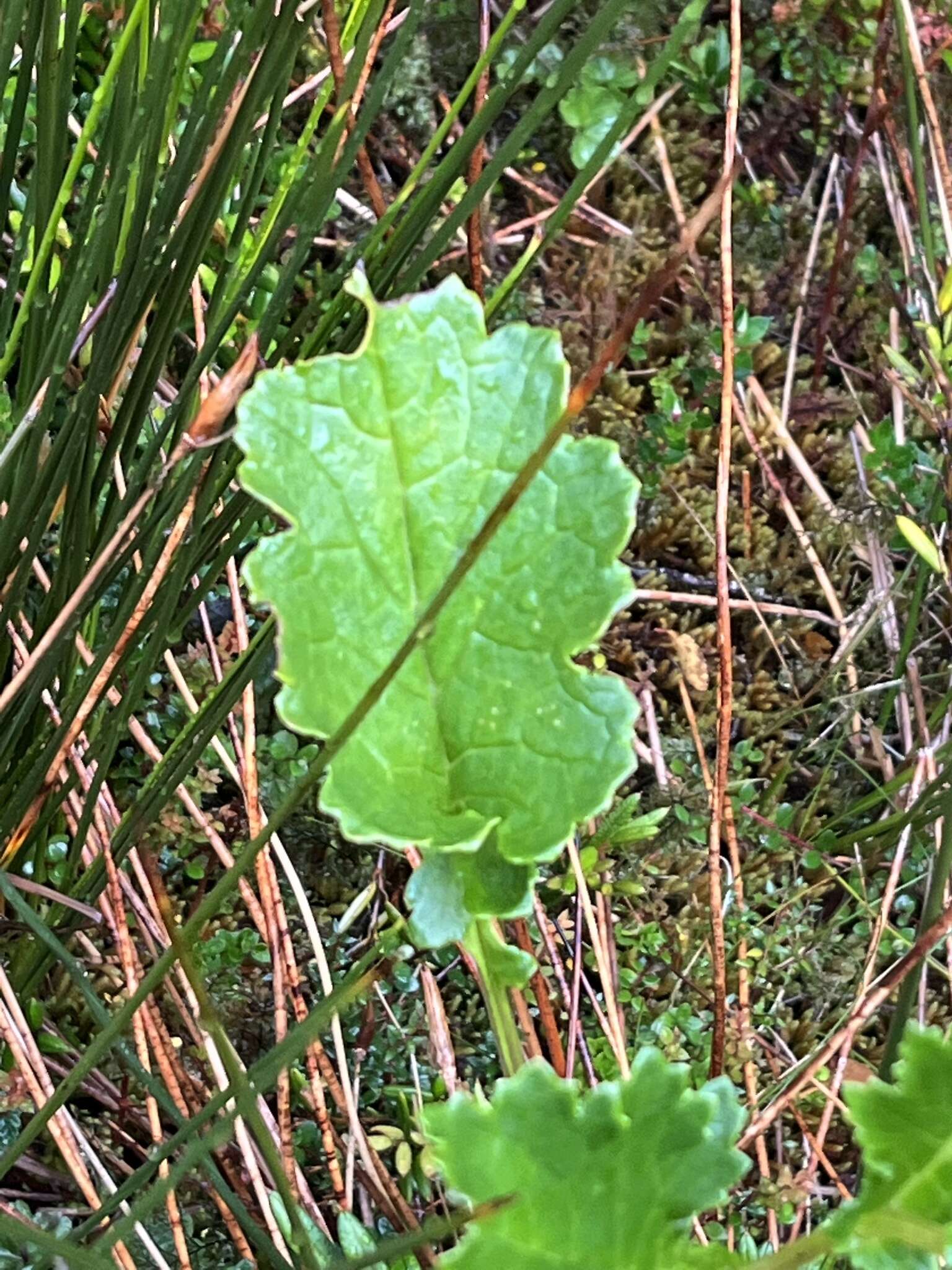 Image of Iocenes acanthifolius subsp. virens (Phil.) B. Nord.