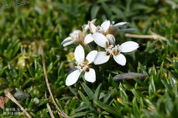 Plancia ëd Nassauvia darwinii (Hook. & Arn.) O. Hoffm. & P. Dusen ex P. Dusen