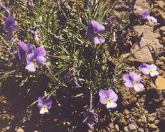 Viola palmensis Webb & Berth. resmi