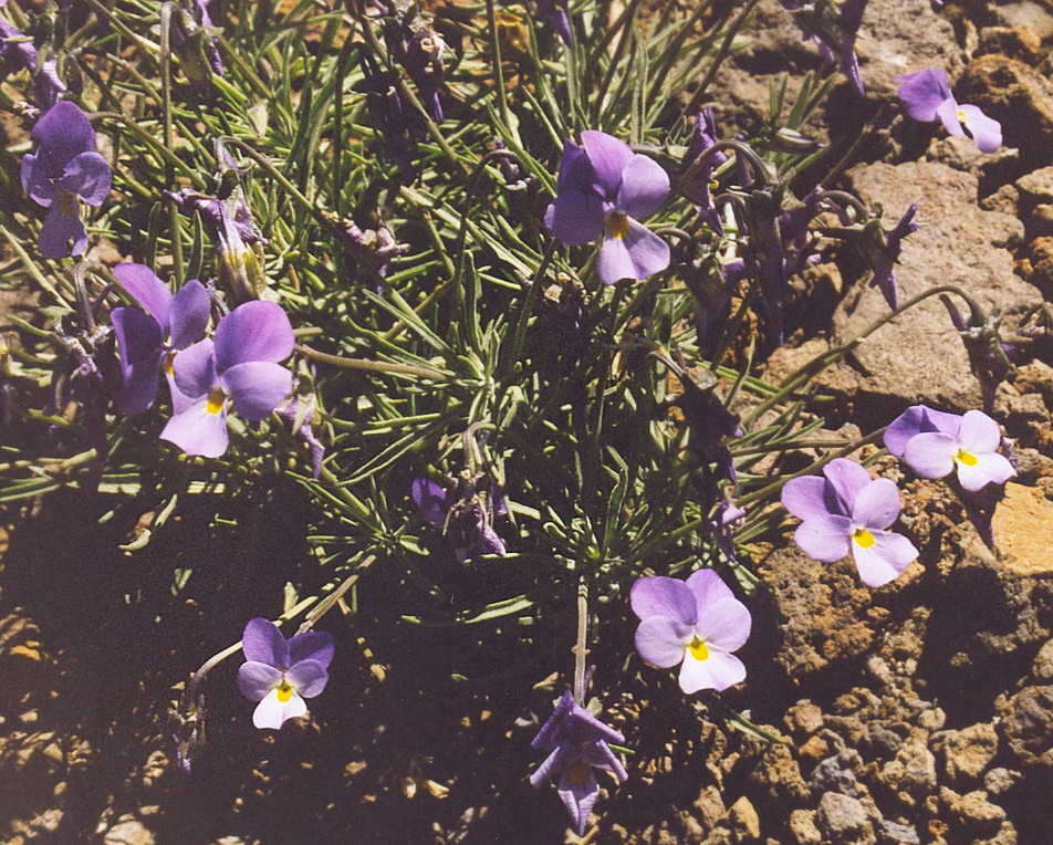 Image of Viola palmensis Webb & Berth.