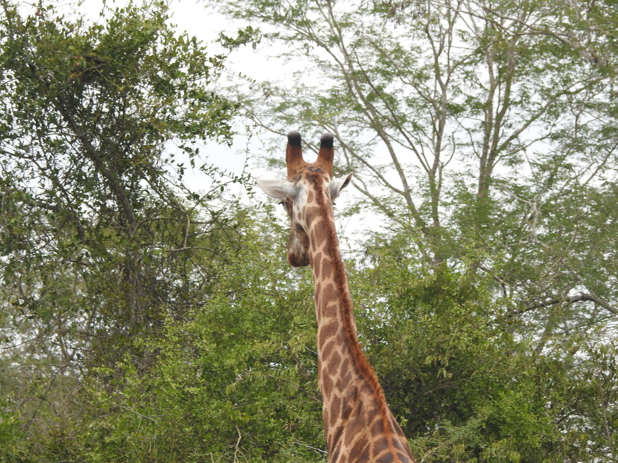 Image of Giraffe