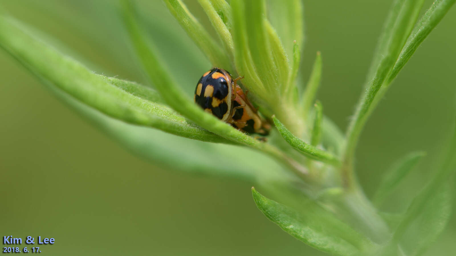 Image of Propylea japonica (Thunberg 1781)