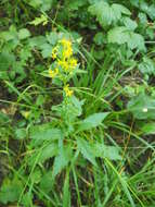 Plancia ëd Solidago virgaurea L.