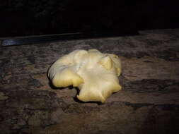 Pleurotus citrinopileatus Singer 1942 resmi