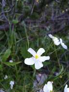 Plancia ëd Ranunculus platanifolius L.