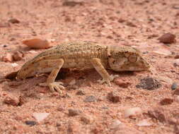 Image of Helmeted gecko