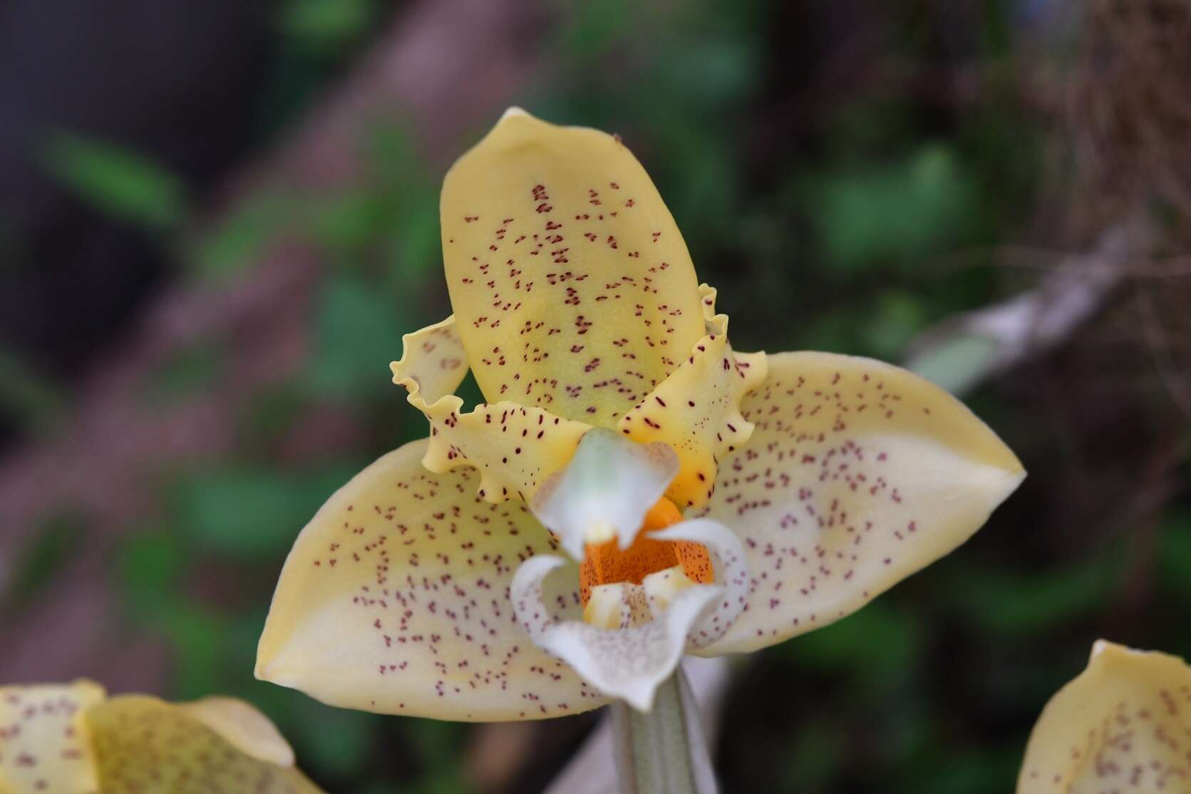 Image of Stanhopea graveolens Lindl.