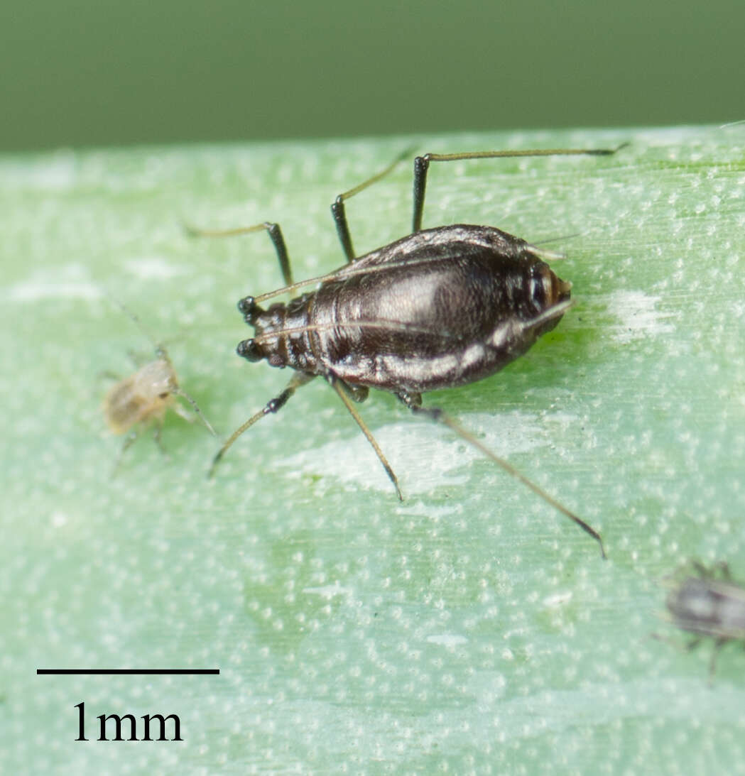 Image of Aphid