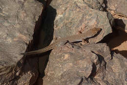 Image of Small-spotted lizard